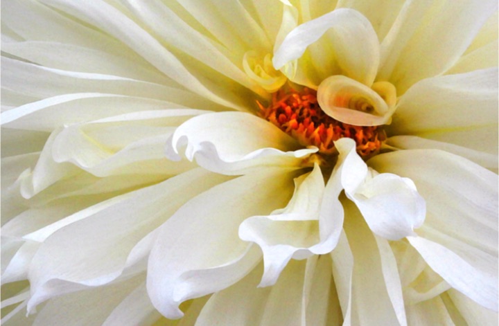 Dinner Plate Dahlia